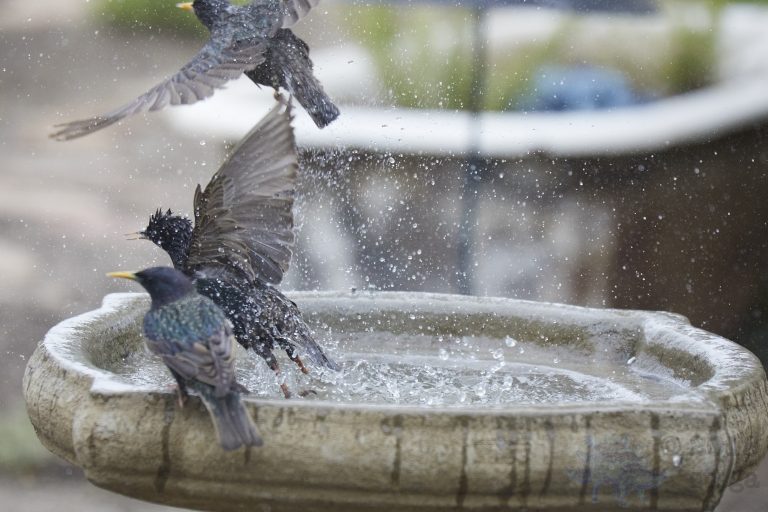 Old School Week: Bathing European Starling