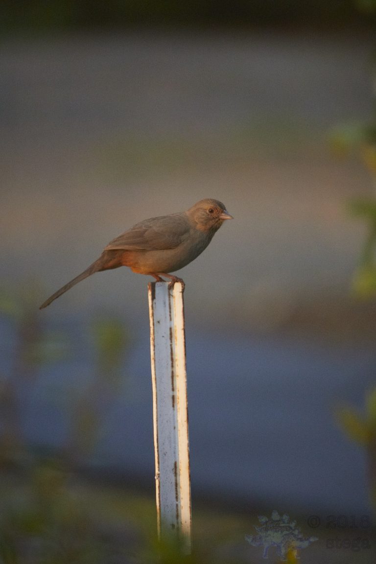 Old School Week: California Towhee