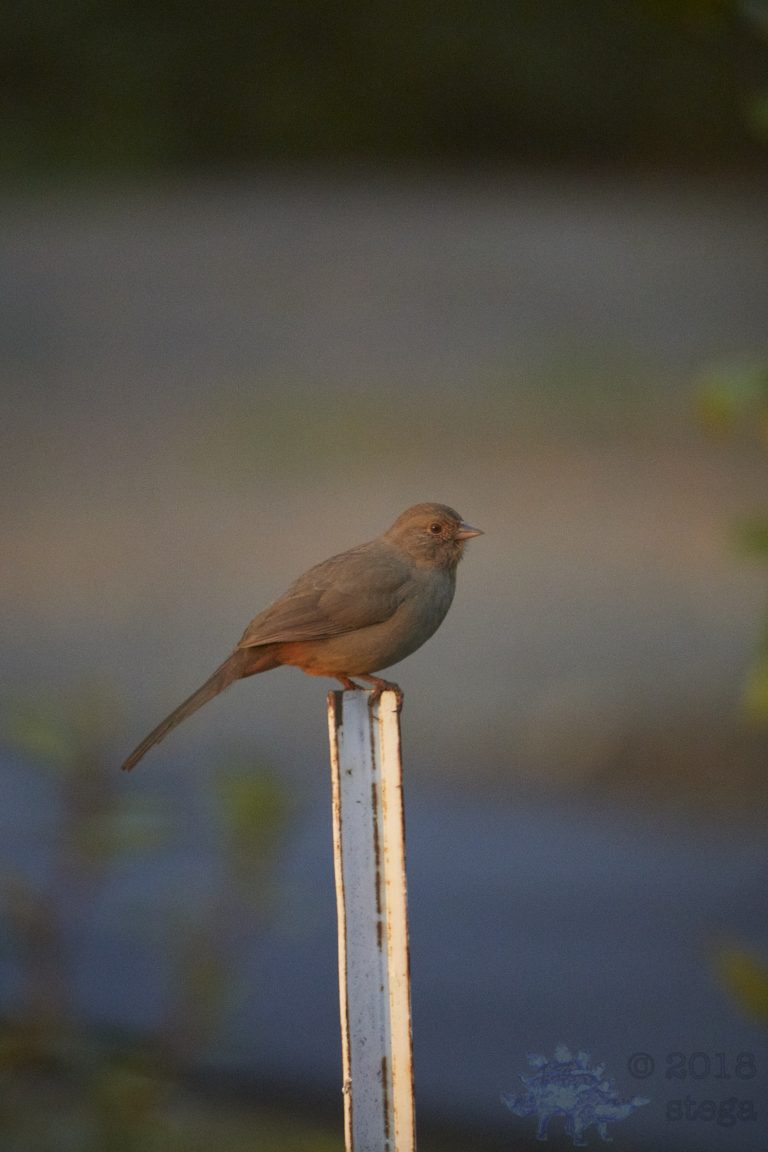 California Towhee (2 Images)