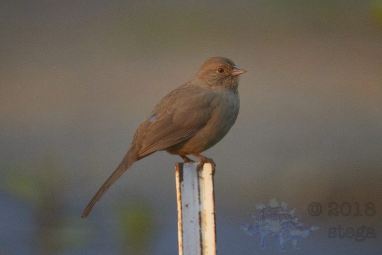 California Towhee