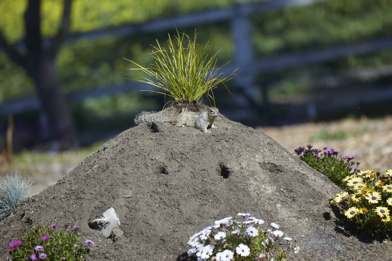 Old School Week: Ground Squirrel
