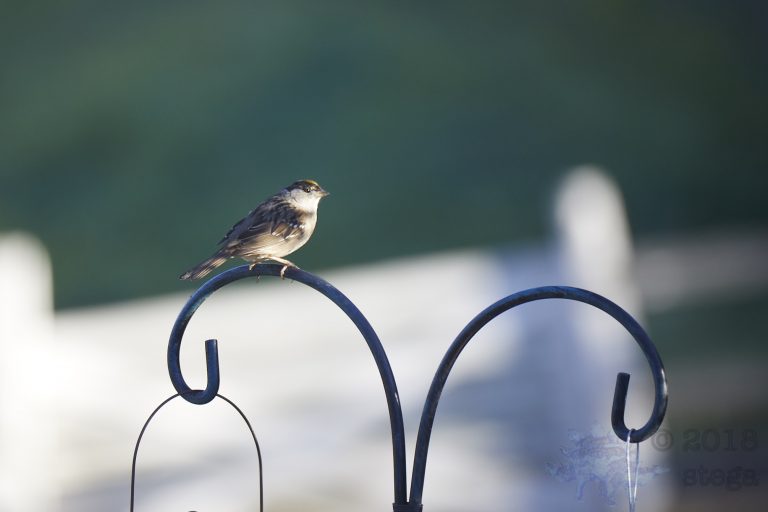 Gold-Crowned Sparrow