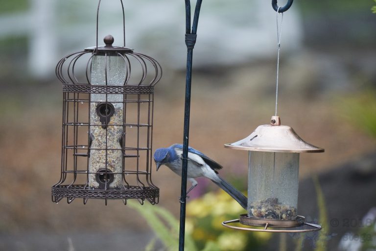California Scrub Jay