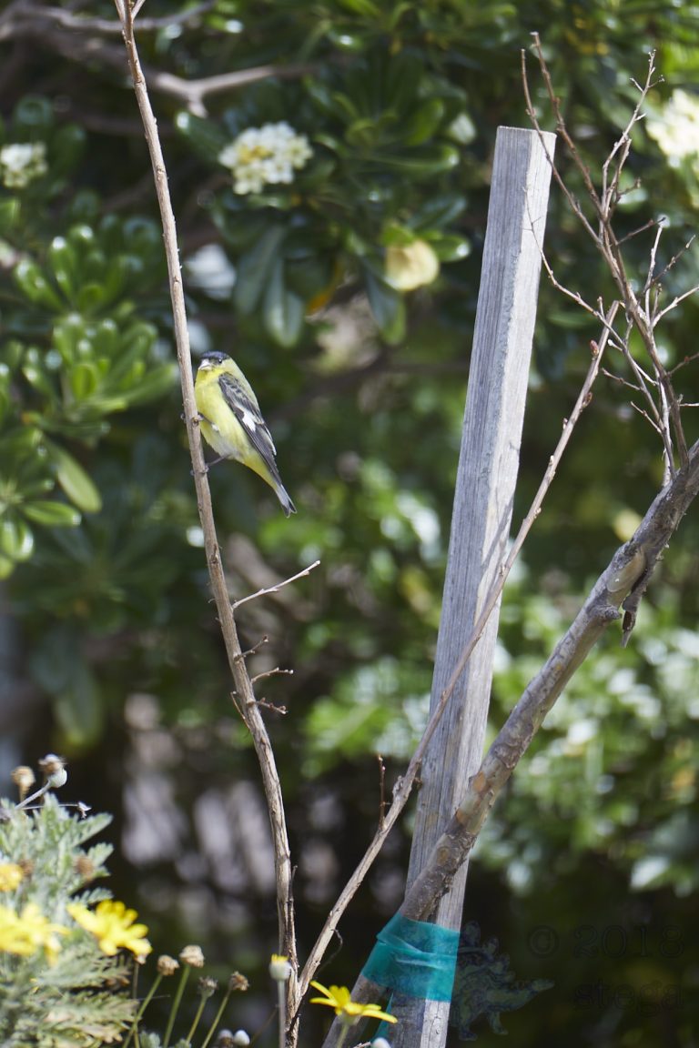 Lesser Goldfinch