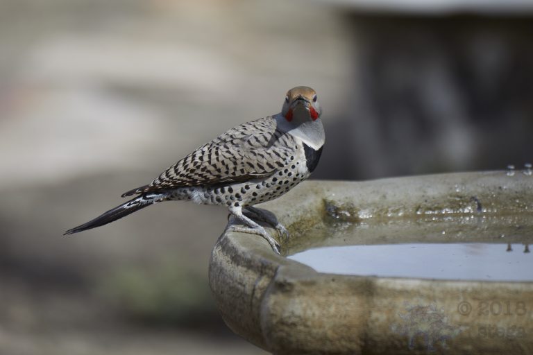 Northern Flicker