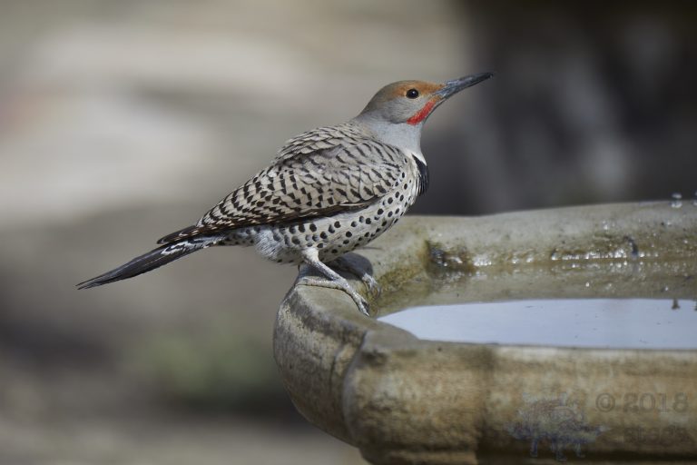 Northern Flicker