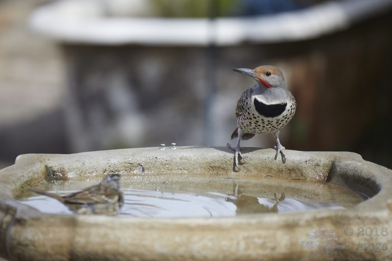 Old School Week: Northern Flicker