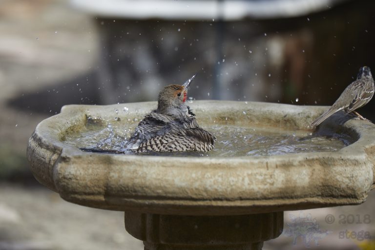 Old School Week: Northern Flicker