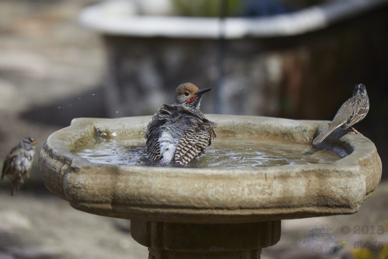 Old School Week: Northern Flicker