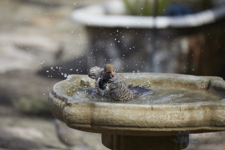 Northern Flicker with Sparrows (6 images)