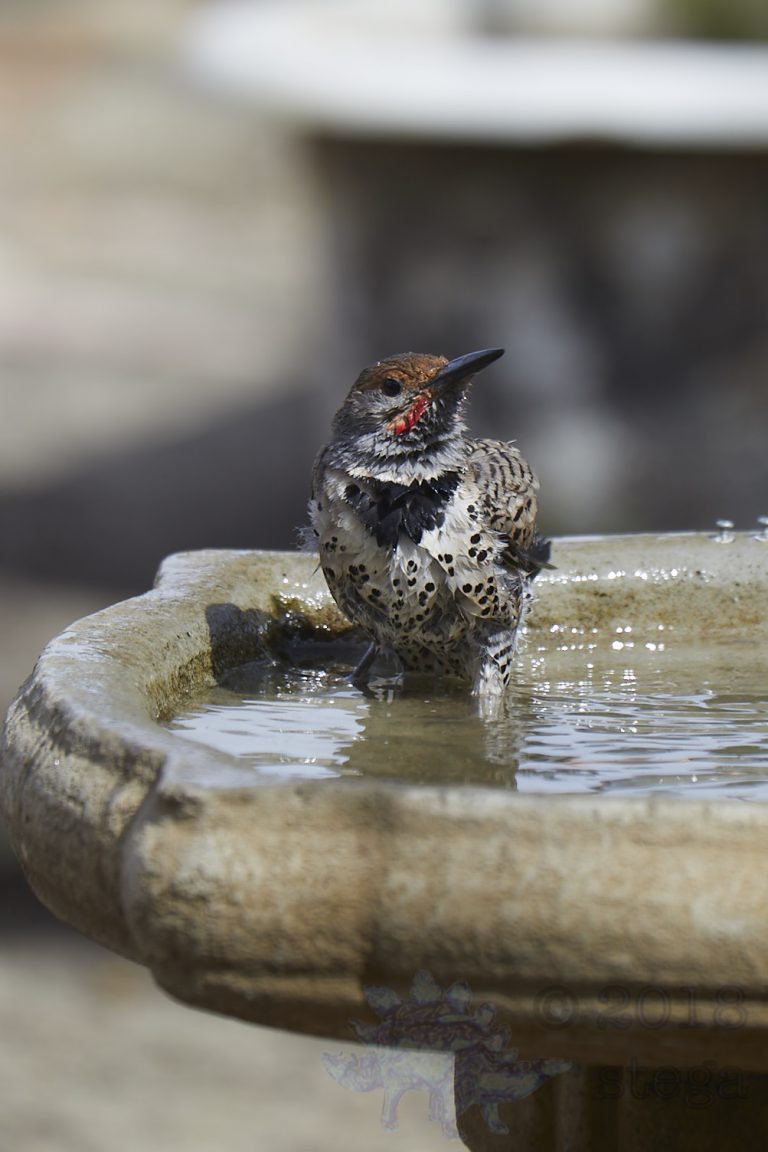 Northern Flicker (6 images again)