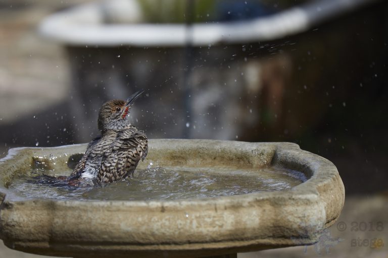 Old School Week: Northern Flicker
