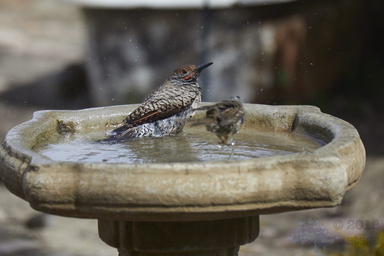 Old School Week: Northern Flicker