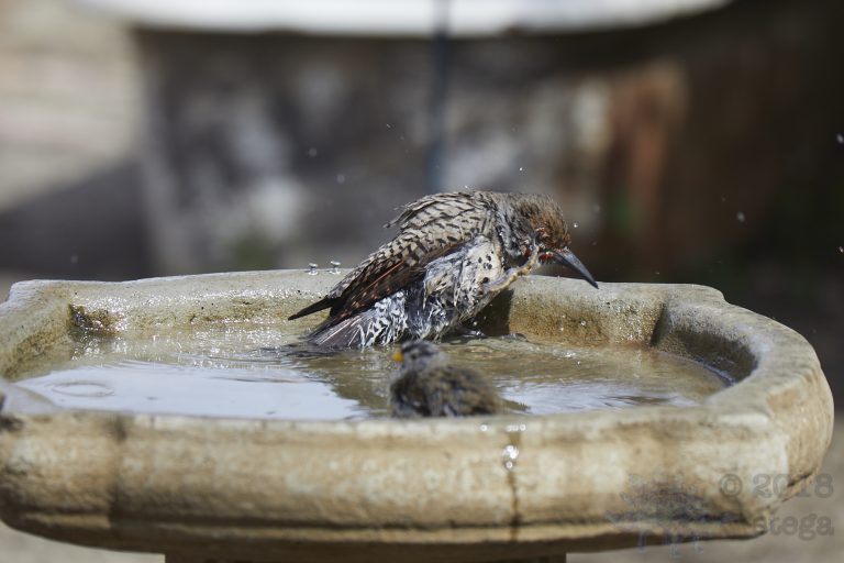 Old School Week: Northern Flicker