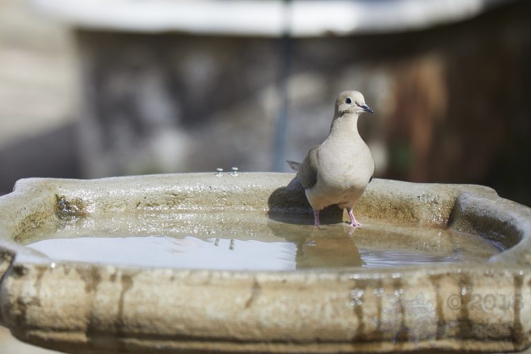 Mourning Dove (2 Images)