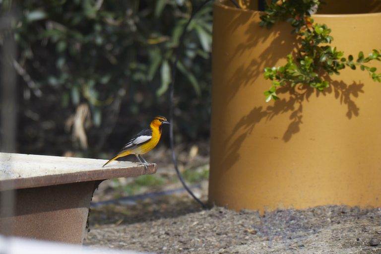 Old School Week: Bullock’s Oriole