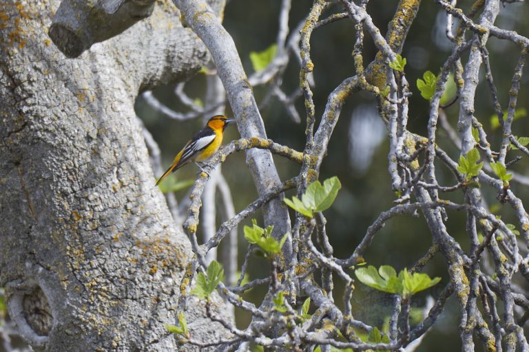 Old School Week: Bullock’s Oriole