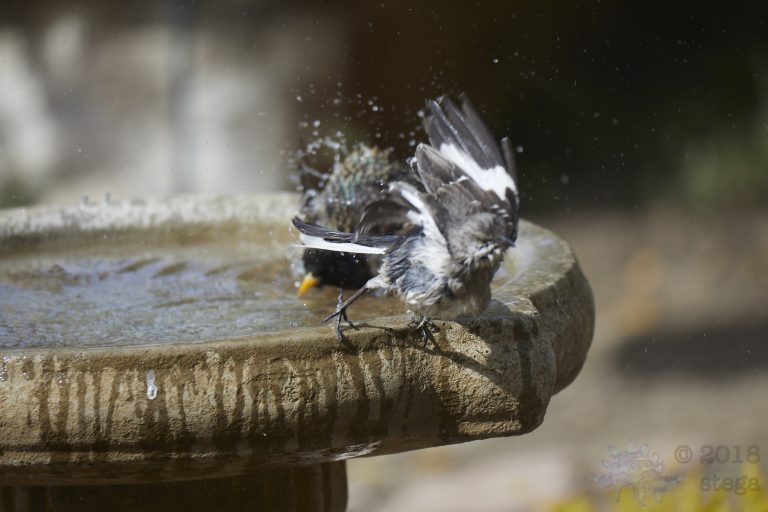 Fleeing Northern Mockingbird