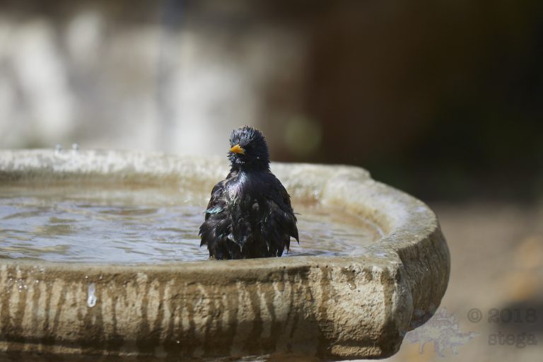 Old School Week:  European Starling