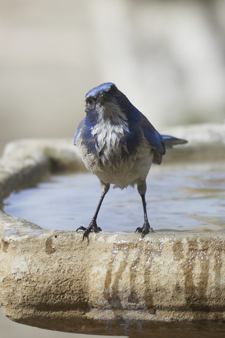 California Scrub Jay Week
