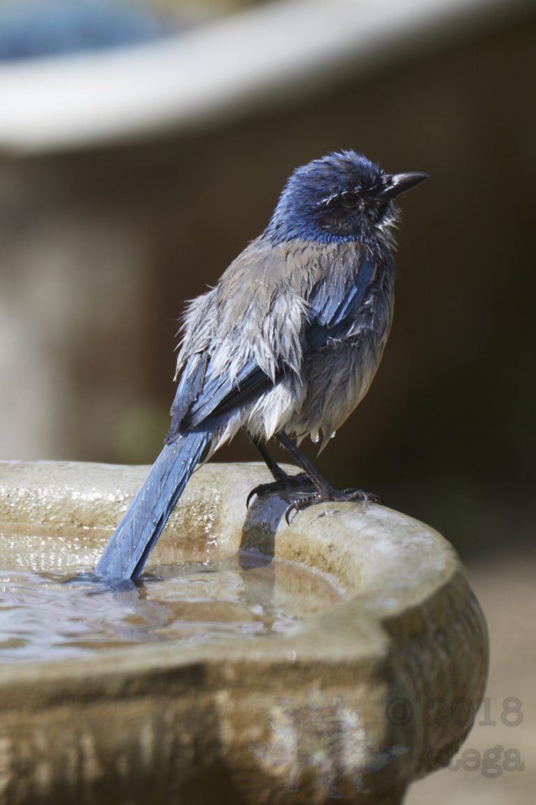 California Scrub Jay Week