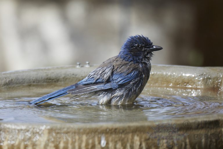 California Scrub Jay Week