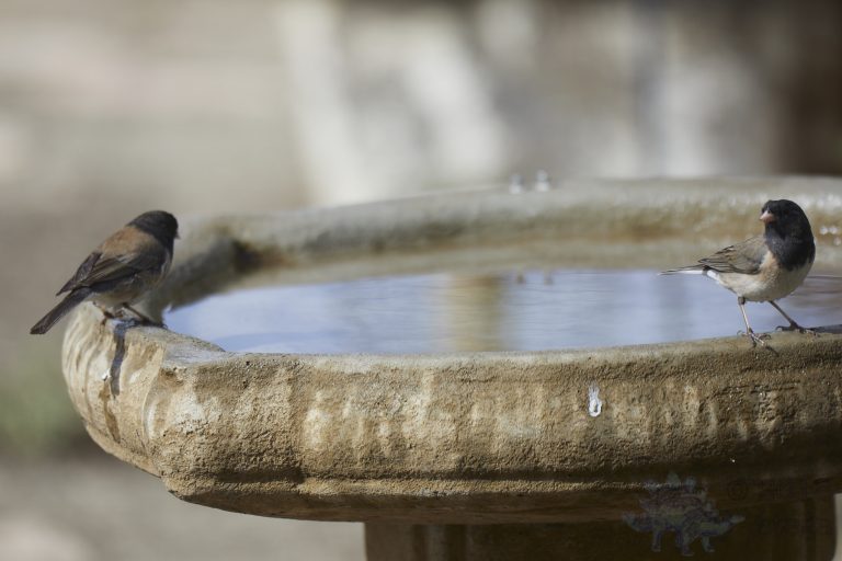 Dark-eyed Juncos
