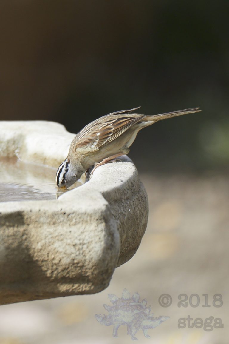 Old School Week: White-Crowned Sparrow