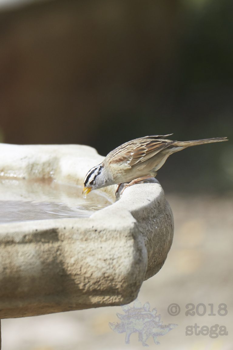 White-Crowned Sparrow (3 Images)