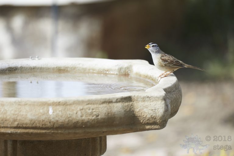 Old School Week: White-Crowned Sparrow