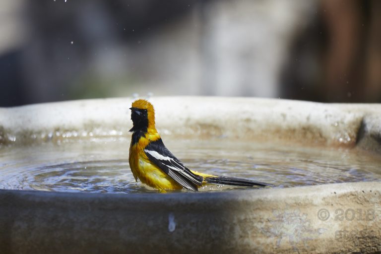 Old School Week: Hooded Oriole