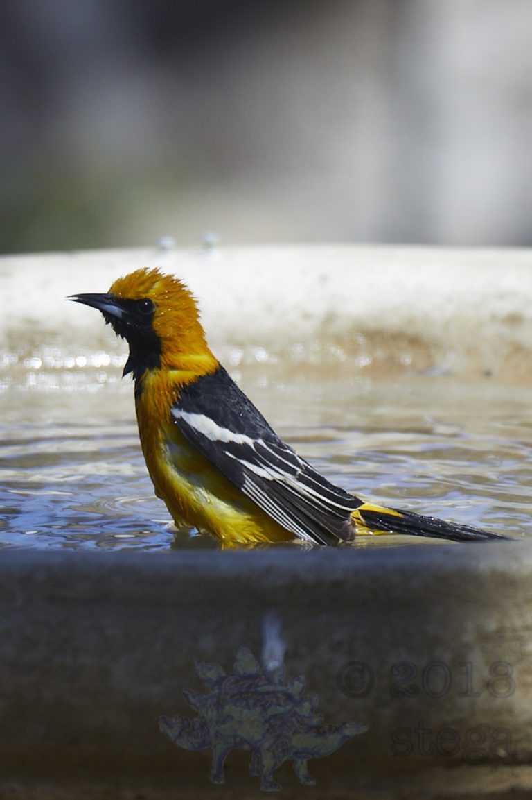 Hooded Oriole