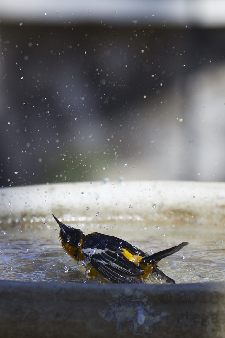 Old School Week: Hooded Oriole
