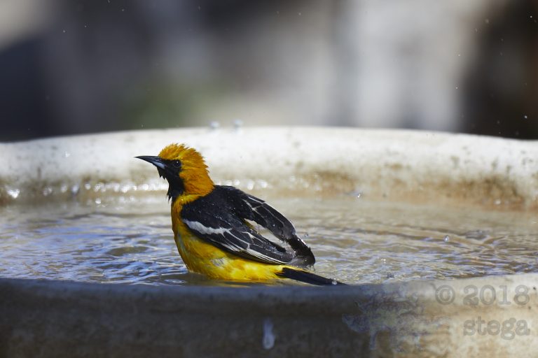 Hooded Oriole (5 Images)