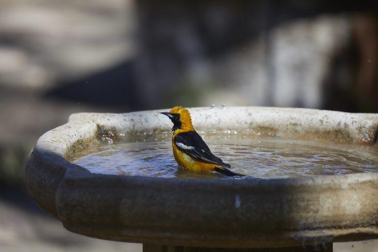 Old School Week: Hooded Oriole