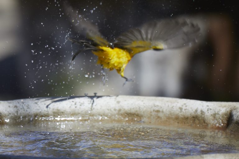 Old School Week: Hooded Oriole