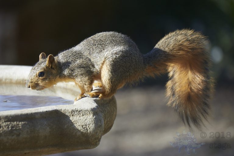 Fox Squirrel