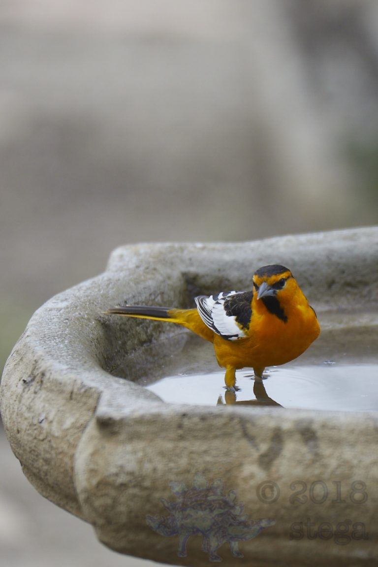 Bullock’s Oriole (5 Images)