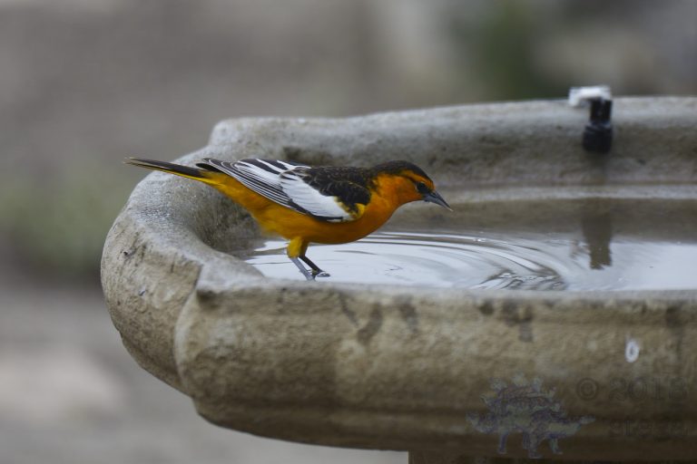 Old School Week: Bullock’s Oriole