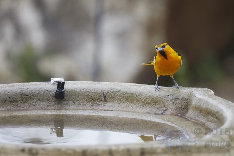 Bullock’s Oriole