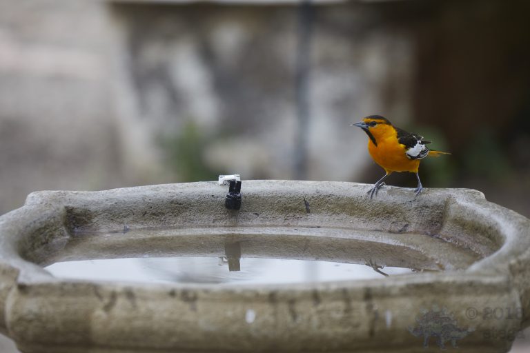 Old School Week: Bullock’s Oriole