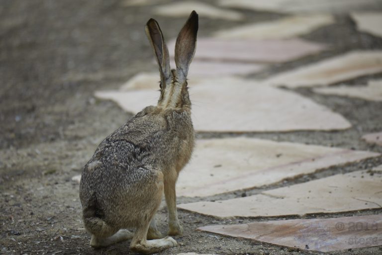 Western Hare Week