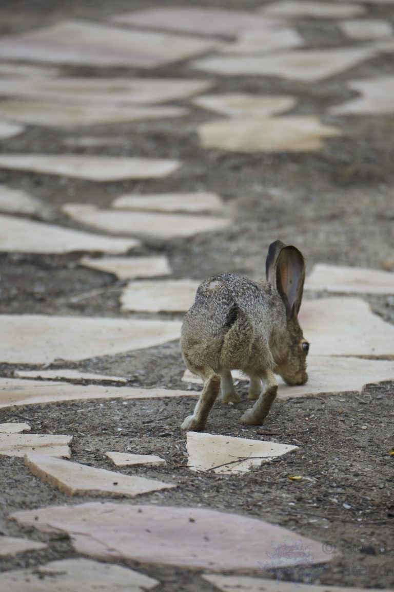 Western Hare