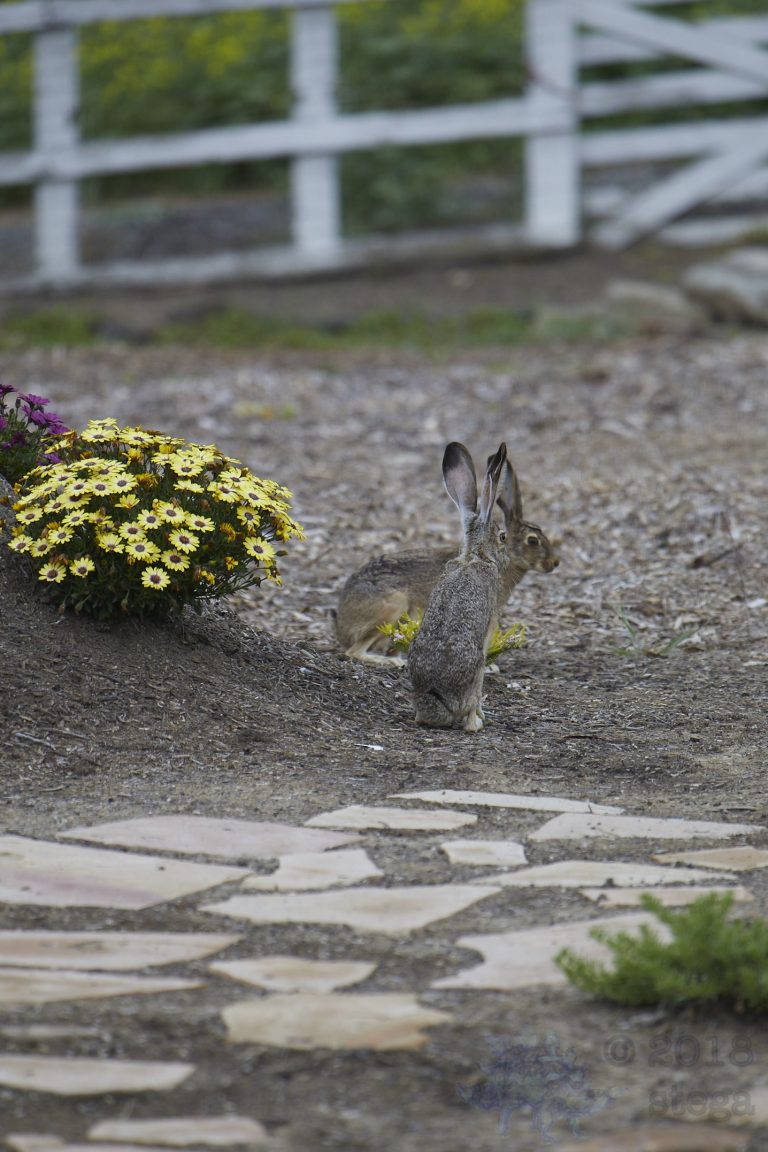 Western Hare Week