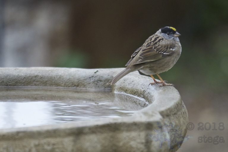 Gold-Crowned Sparrow