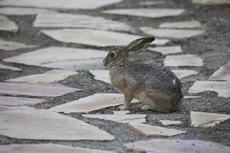 Western Hare Week