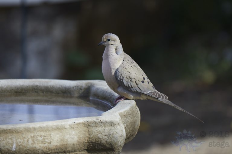 Various Images of Mourning Doves (9 Images)
