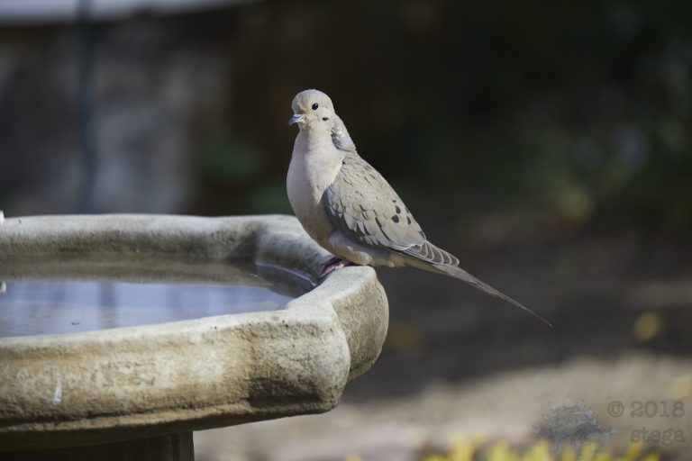 Old School Week: Mourning Dove