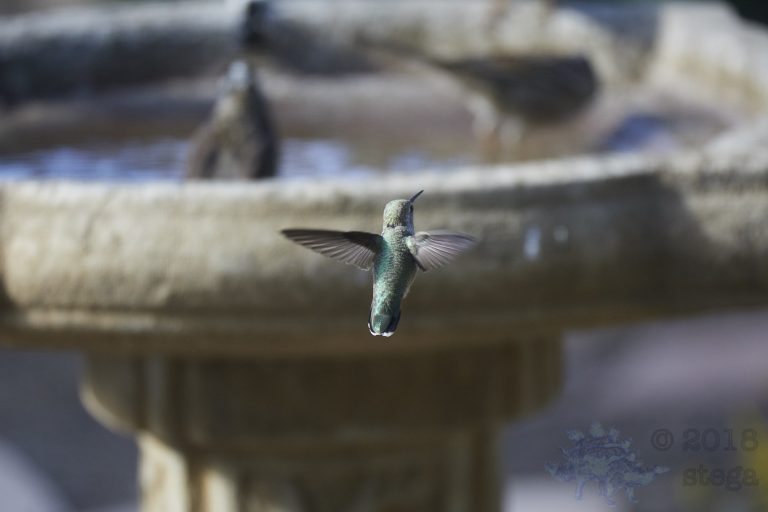 Allen’s Hummingbird