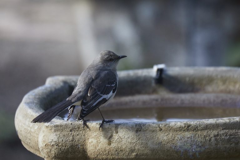 Northern Mockingbird
